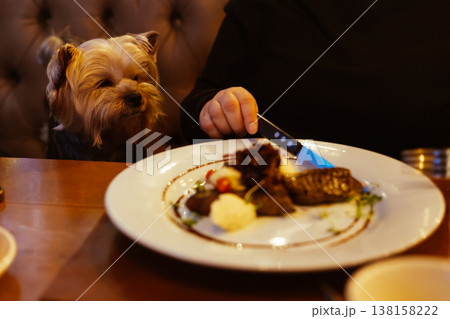 Small dog Yorkshire terrier attentively watching its owner eat gourmet steak at a cozy restaurant table. Pet-friendly dining. Human and pet bond. Small dog Yorkshire terrier attentively watching its owner eat gourmet steak at a cozy restaurant table. Pet-friendly dining. Human and pet bond. 138158222