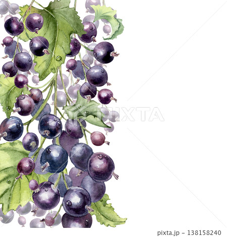 Purple berries botanical vertical border isolated on white. Black currant watercolor frame with empty space for design. Hand drawn summer fresh fruit for greeting card, packaging. 138158240