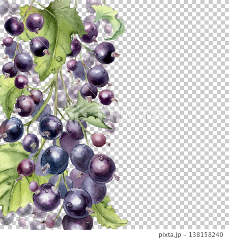 Purple berries botanical vertical border isolated on white. Black currant watercolor frame with empty space for design. Hand drawn summer fresh fruit for greeting card, packaging. 138158240