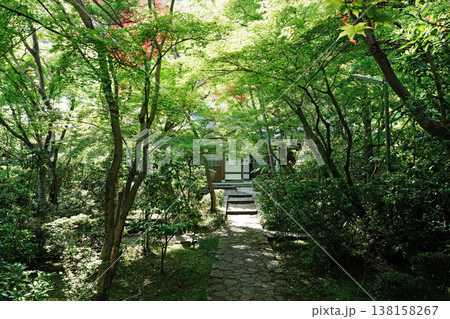 京都　善法律寺の新緑 138158267