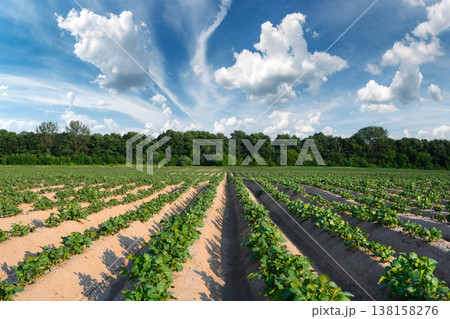 Growing potatoes on spring agricultural field 138158276