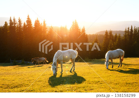Summer evening on mountains meadow with grazing white horses 138158299