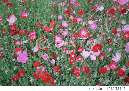 Top view of blooming red and pink poppies creating dense floral texture 138158341