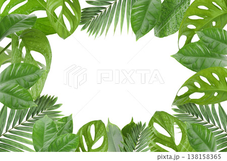 Green leaves border an empty center area, PNG Green leaves border an empty center area, PNG 138158365
