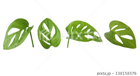 Four green leaves with different cutouts and shapes, PNG Four green leaves with different cutouts and shapes, PNG 138158376