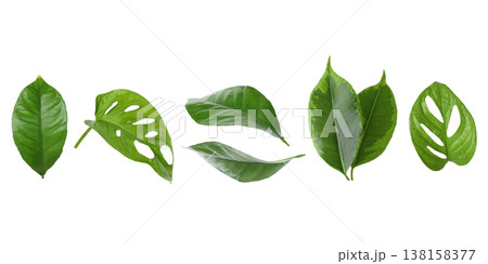 Multiple green leaves show different shapes and sizes, PNG Multiple green leaves show different shapes and sizes, PNG 138158377