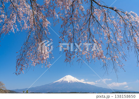 大きく立派な枝垂れ桜と富士山　 138158650
