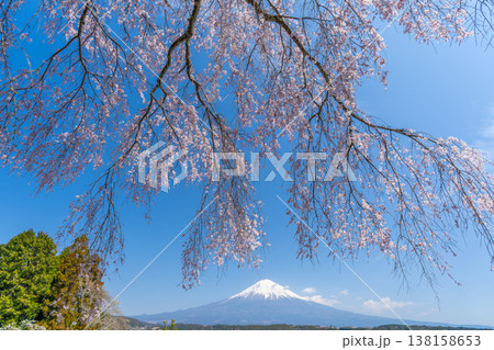 大きく立派な枝垂れ桜と富士山　 138158653