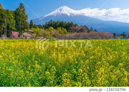 富士山と菜の花 138158706