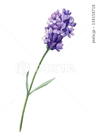 Lavender flower watercolor clipart with purple bloom and slender stem isolated on light background 138158718
