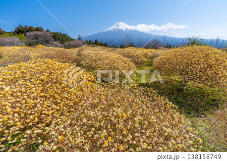 富士山と三椏(ミツマタ) 黄色の花畑 富士山と三椏(ミツマタ) 黄色の花畑 138158749