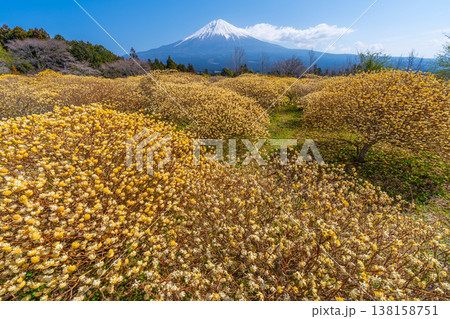 富士山と三椏（ミツマタ）　黄色の花畑 138158751