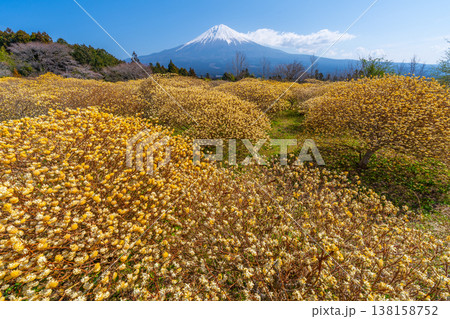 富士山と三椏(ミツマタ) 黄色の花畑 富士山と三椏(ミツマタ) 黄色の花畑 138158752