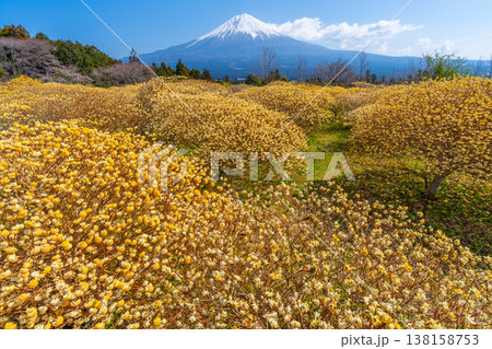 富士山と三椏(ミツマタ) 黄色の花畑 富士山と三椏(ミツマタ) 黄色の花畑 138158753
