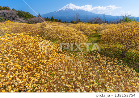 富士山と三椏（ミツマタ）　黄色の花畑 138158754