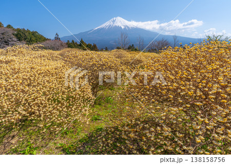 富士山と三椏(ミツマタ) 黄色の花畑 富士山と三椏(ミツマタ) 黄色の花畑 138158756