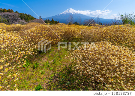 富士山と三椏（ミツマタ）　黄色の花畑 138158757