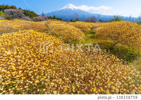 富士山と三椏（ミツマタ）　黄色の花畑 138158759