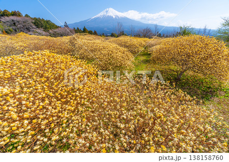 富士山と三椏(ミツマタ) 黄色の花畑 富士山と三椏(ミツマタ) 黄色の花畑 138158760