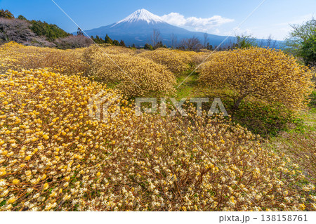 富士山と三椏(ミツマタ) 黄色の花畑 富士山と三椏(ミツマタ) 黄色の花畑 138158761