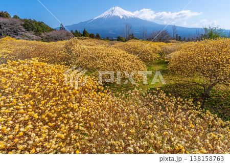 富士山と三椏（ミツマタ）　黄色の花畑 138158763