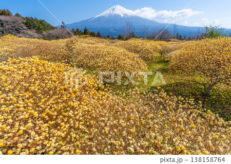 富士山と三椏(ミツマタ) 黄色の花畑 富士山と三椏(ミツマタ) 黄色の花畑 138158764