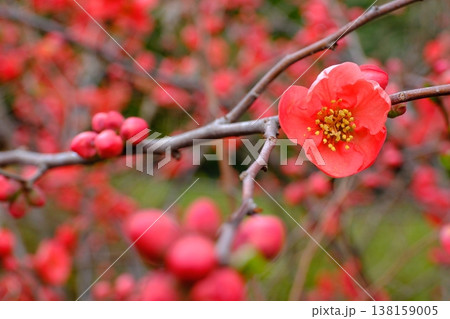 春を主張ボケの花 春を主張ボケの花 138159005