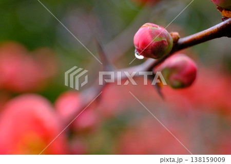 春を主張ボケの花 138159009