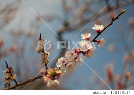 満開の桜 138159114