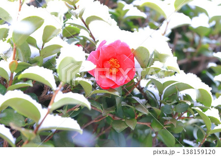 雪をかぶったサザンカの花　 138159120