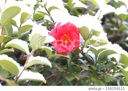 雪をかぶったサザンカの花　 138159121