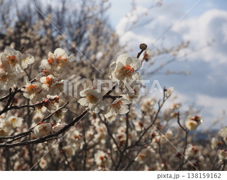 月ヶ瀬梅林 138159162