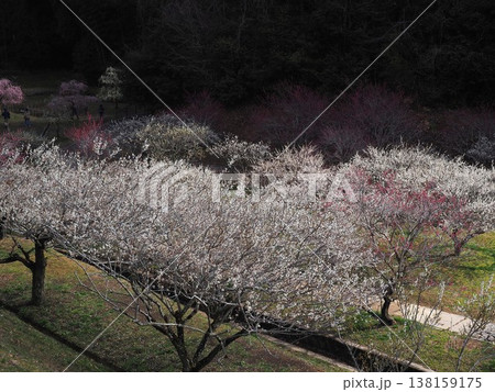 月ヶ瀬梅林 138159175
