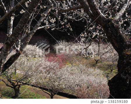 月ヶ瀬梅林 138159180