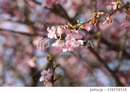 春の訪れを知らせる河津桜 春の訪れを知らせる河津桜 138159316
