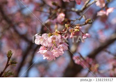 春の訪れを知らせる河津桜 春の訪れを知らせる河津桜 138159317