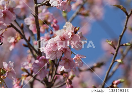 春の訪れを知らせる河津桜 春の訪れを知らせる河津桜 138159318