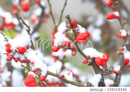 雪をかぶった木瓜(ボケ)の花 雪をかぶった木瓜(ボケ)の花 138159340