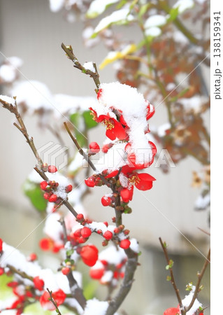 雪をかぶった木瓜（ボケ）の花 138159341