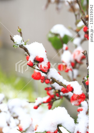雪をかぶった木瓜(ボケ)の花 雪をかぶった木瓜(ボケ)の花 138159342