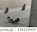 ハトのハート 138159497