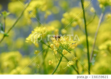 菜の花にミツバチ 138159621