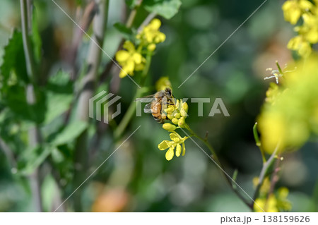 菜の花にミツバチ 138159626