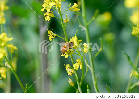 菜の花にミツバチ 菜の花にミツバチ 138159628