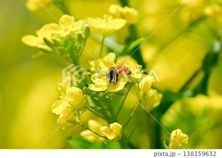菜の花にミツバチ 菜の花にミツバチ 138159632