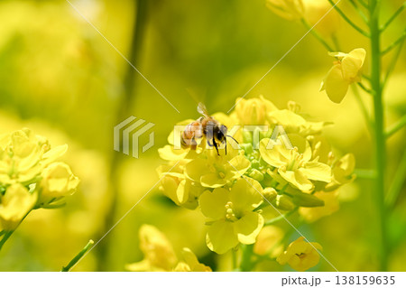 菜の花にミツバチ 138159635