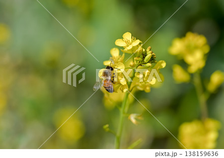 菜の花にミツバチ 138159636