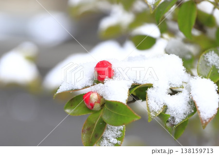 雪をかぶったサザンカの花 雪をかぶったサザンカの花 138159713