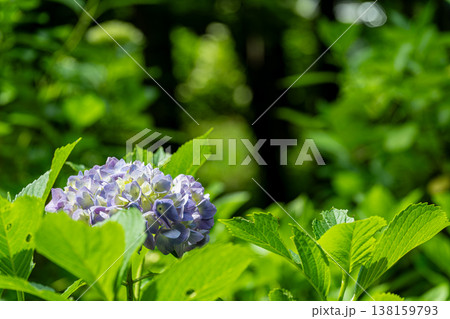 初夏の庭に咲く爽やかな紫陽花と豊かな新緑の風景素材 初夏の庭に咲く爽やかな紫陽花と豊かな新緑の風景素材 138159793