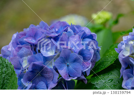 雨上がりに輝く瑞々しい青色の紫陽花 クローズアップの風景 雨上がりに輝く瑞々しい青色の紫陽花 クローズアップの風景 138159794